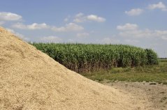 Gehakselde en een perceel Miscanthus (olifantsgras), een gewas dat geschikt is als brandstof, vervanger van veen in potgrond en wordt bescouwd als potentiële grondstof voor bouwmateriaal