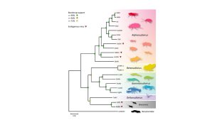 Nudiviridae phylogenetic tree.JPG