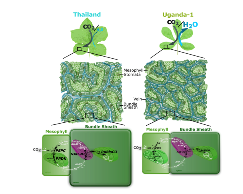 Pathway C4 photosynthesis  