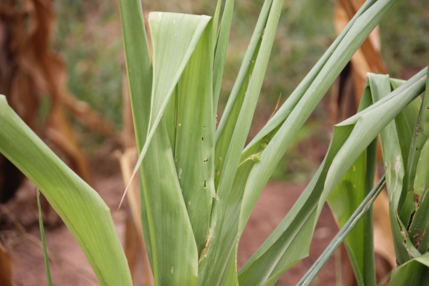 Mais met omkrullend blad, zo gaat de plant zuinig om met water.