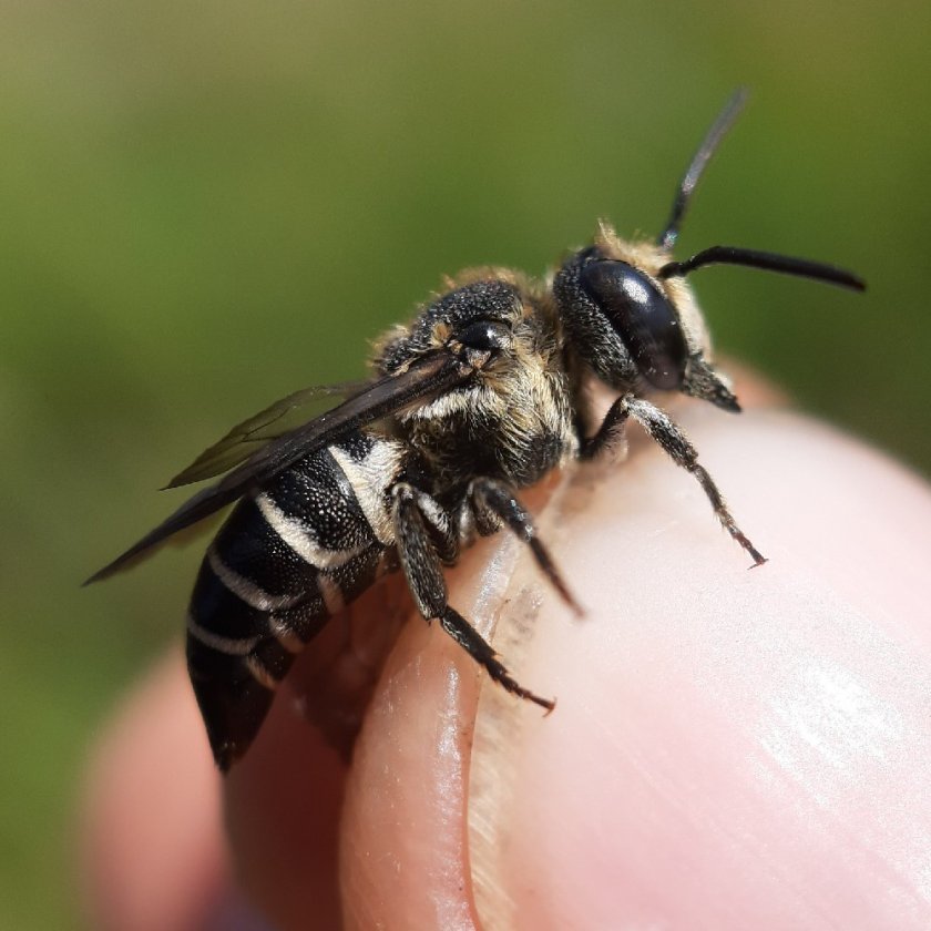 Coelioxys aurolimbata - Reinier de Vries Coelioxys aurolimbata - Reinier de Vries
