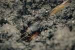 Mole cricket