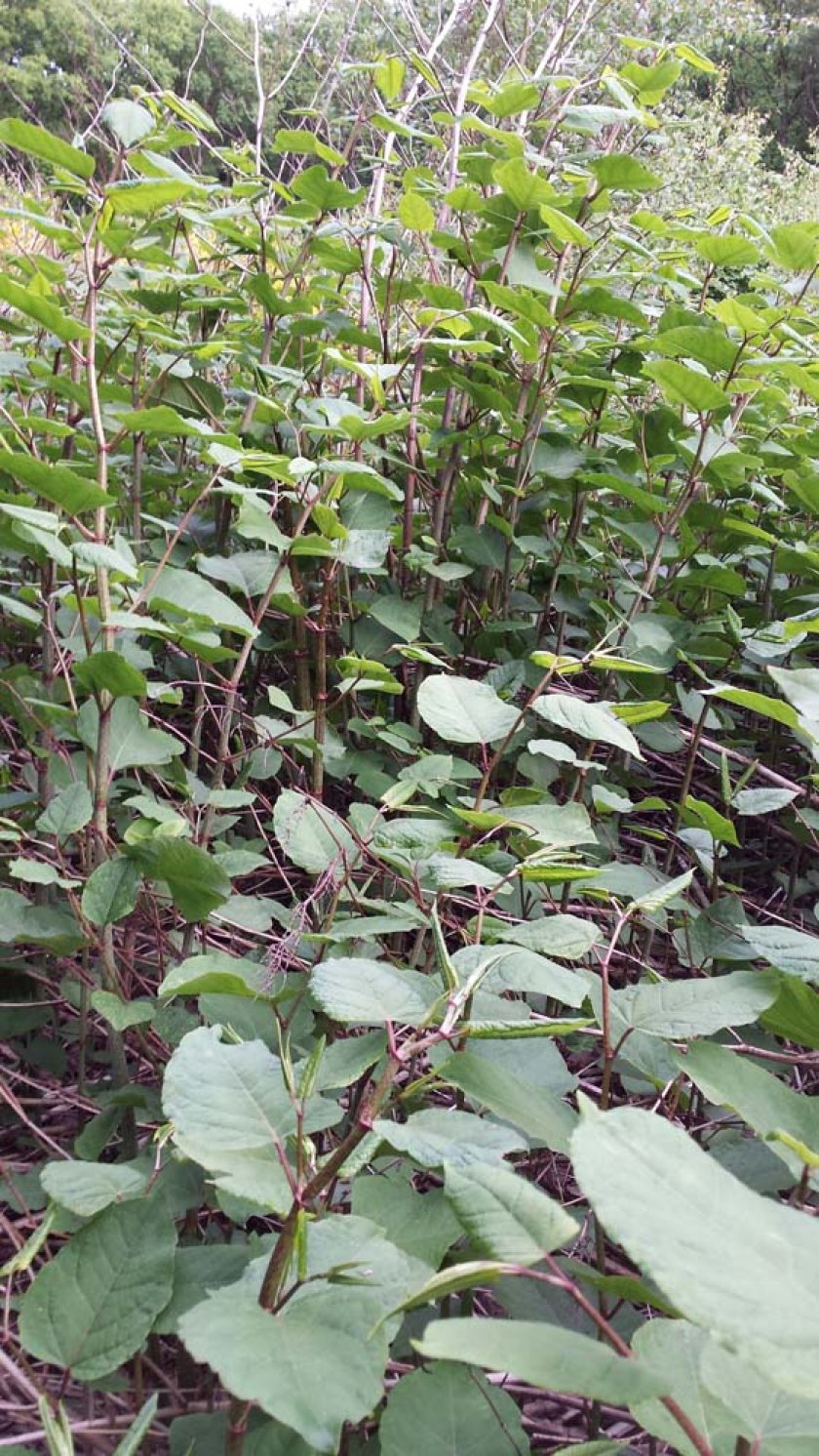 Japanese knotweed is a fast-growing plant that produces stems that can easily reach 2 to 3 metres in a growing season. The stems are hollow and look a bit like bamboo and are green with reddish speckles. On the nodes of the stem is a knot that produces a side branch with large, light-green, heart-shaped leaves. The plant flowers in August and September and produces creamy-white flowers.