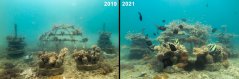 artificial_reefs_concrete_structures_ewout-knoester_2.jpg