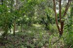 Oil palm agroforestry system in Tomé Açu, Pará State, Brazilian Amazon