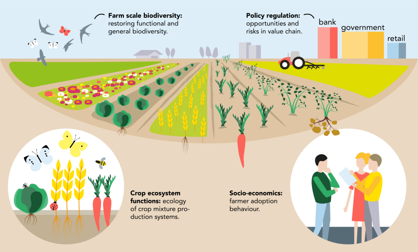 Het transdisciplinaire onderzoeksprogramma CropMix verbindt ecologie, agronomie, socio-economie en transitie studies.