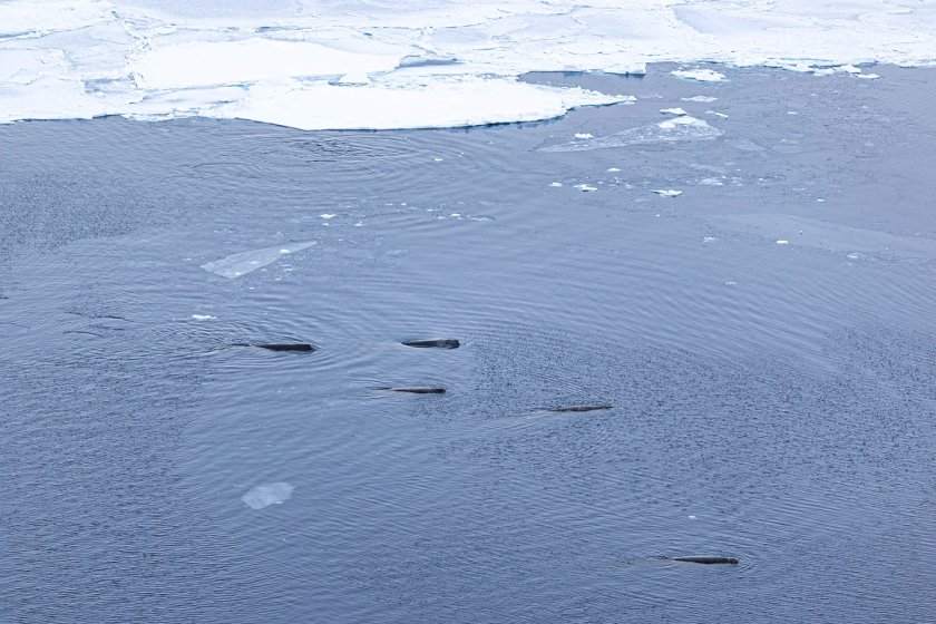 A group of Arnoux's beaked whales © Susanne Kühn