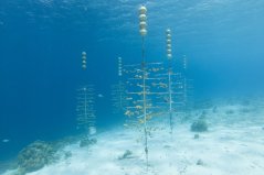 Critically endangered Elkhorn Coral being grown on trees in an effort to restore coral reefs off Bonaire. Foto: Shutterstock