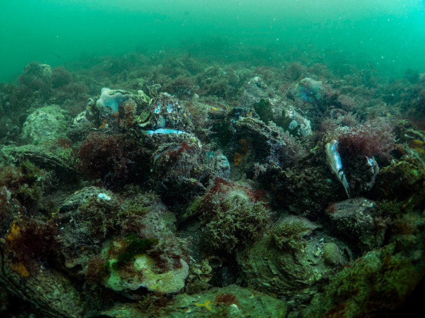 Is there enough attention for the ecological effects of activities on the North Sea? Photo: Oscar Bos.