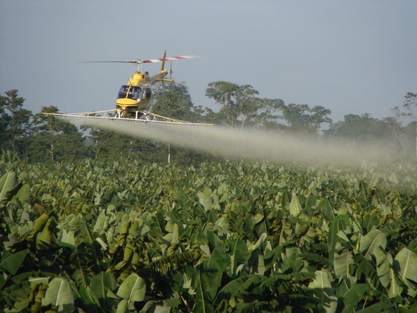 Nieuwe studie bevestigt dat verwoestende bananenziekte Black Sigatoka wereldwijd resistent raakt tegen pesticiden 2.jpg