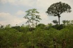 Manioc field and brazil nut tree at the back