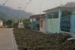 Drying a farmer’s bean harvest on the street